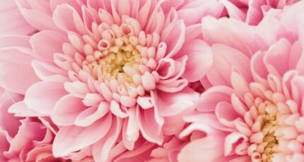 roze bloemen