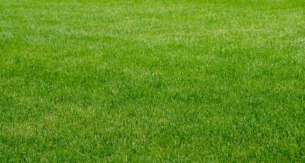 kunstgras versus echt gras nadelen en voordelen