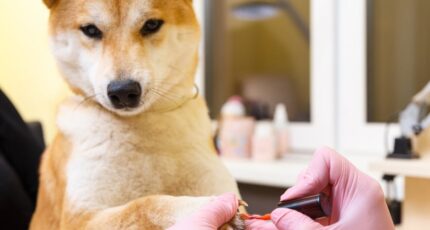 Een Shiba Inu-hond met een verzorgingsafspraak in een schoonheidssalon