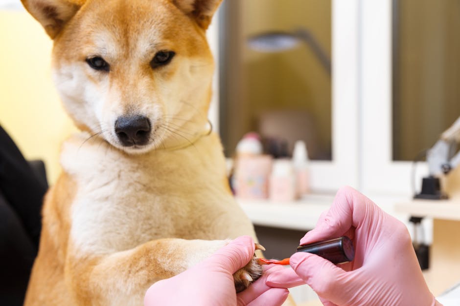 Een Shiba Inu-hond met een verzorgingsafspraak in een schoonheidssalon