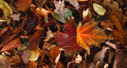 herfstbladeren