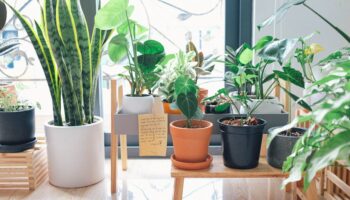 kamerplanten in huis