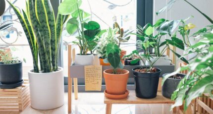 kamerplanten in huis