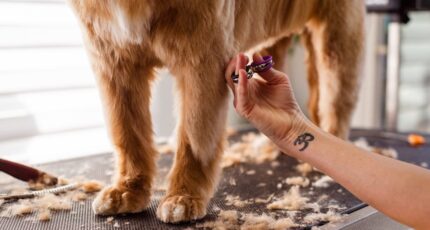 een hond die wordt getrimd