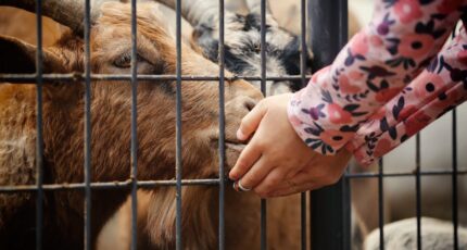 close-up van geit op kinderboerderij
