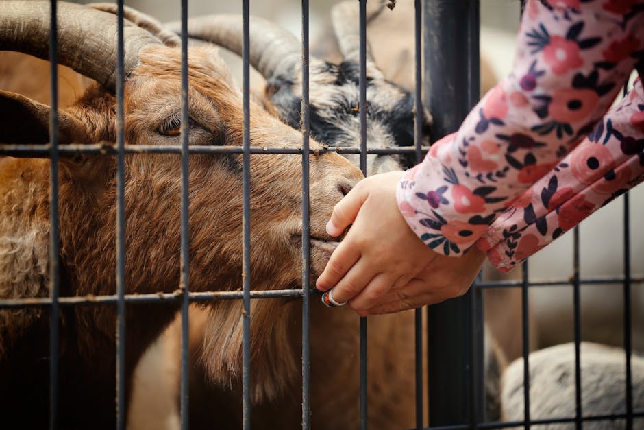 close-up van geit op kinderboerderij