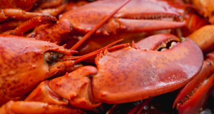 kreeft sterrenbeeld voordelen en nadelen