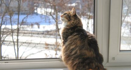 een huiskat die naar buiten wil