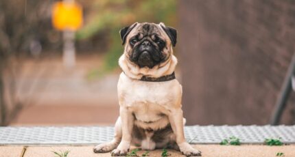 een kleien pugg bovenaan een trap