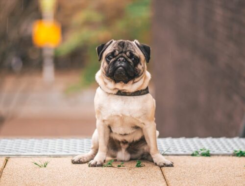 een kleien pugg bovenaan een trap