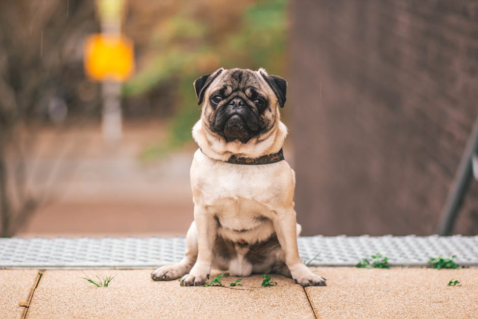 een kleien pugg bovenaan een trap