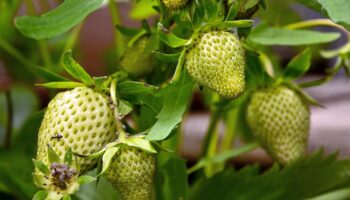 zelf fruit verbouwen zoals aardbeien