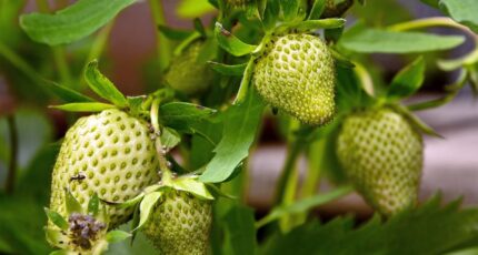 zelf fruit verbouwen zoals aardbeien