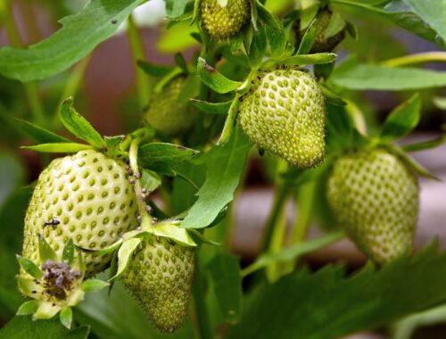 zelf fruit verbouwen zoals aardbeien